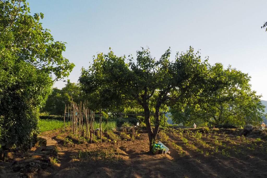 El Bosque De Los Romanos Διαμέρισμα Puerto de Béjar Εξωτερικό φωτογραφία